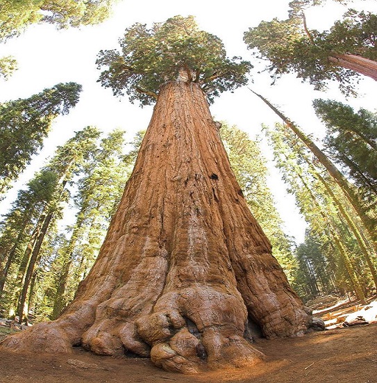 Sequoia